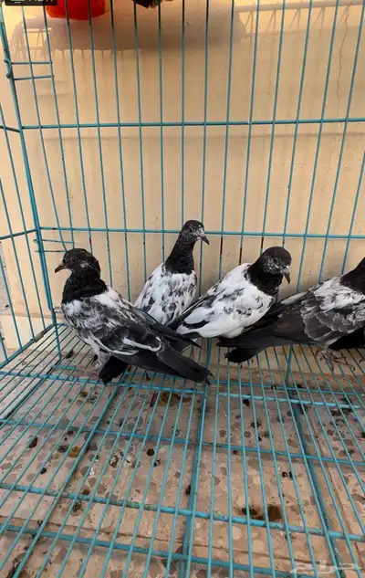 حمام باكستاني 0