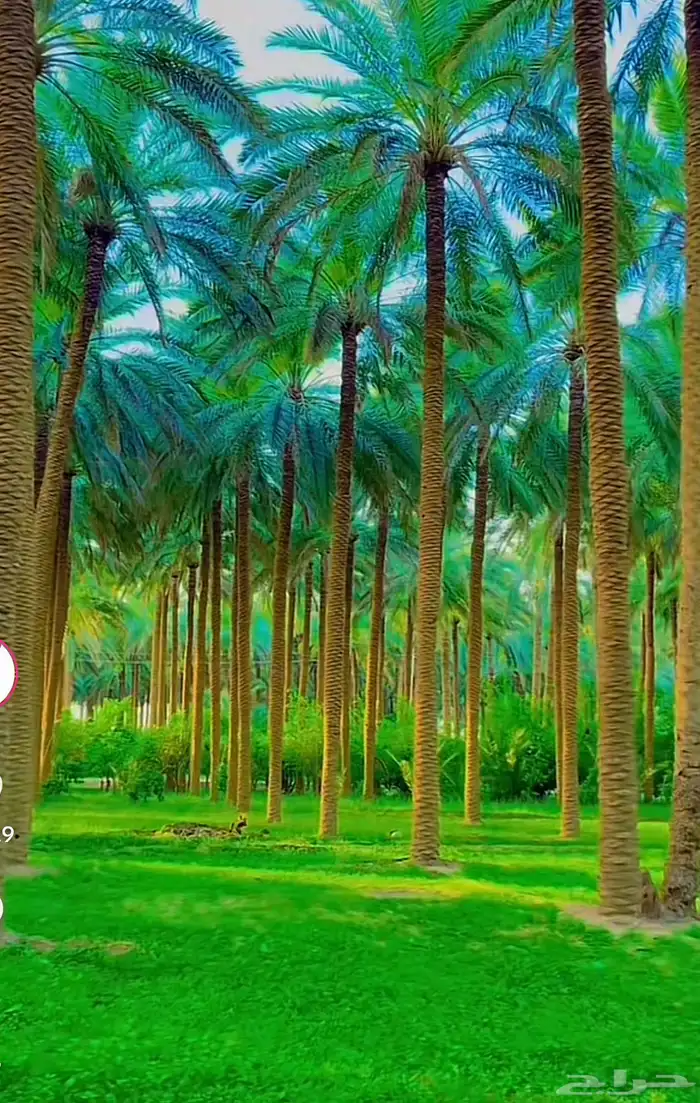 الرياض 3