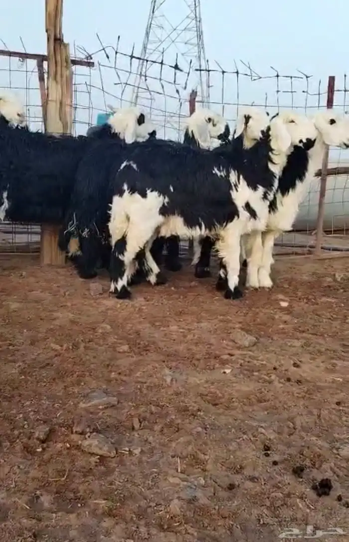 رخال نجد جبره 0
