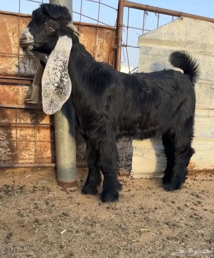 للبيع جفر مشروع فحل كفووو راس صعب 0