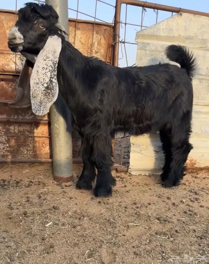 للبيع جفر مشروع فحل كفووو راس صعب 1