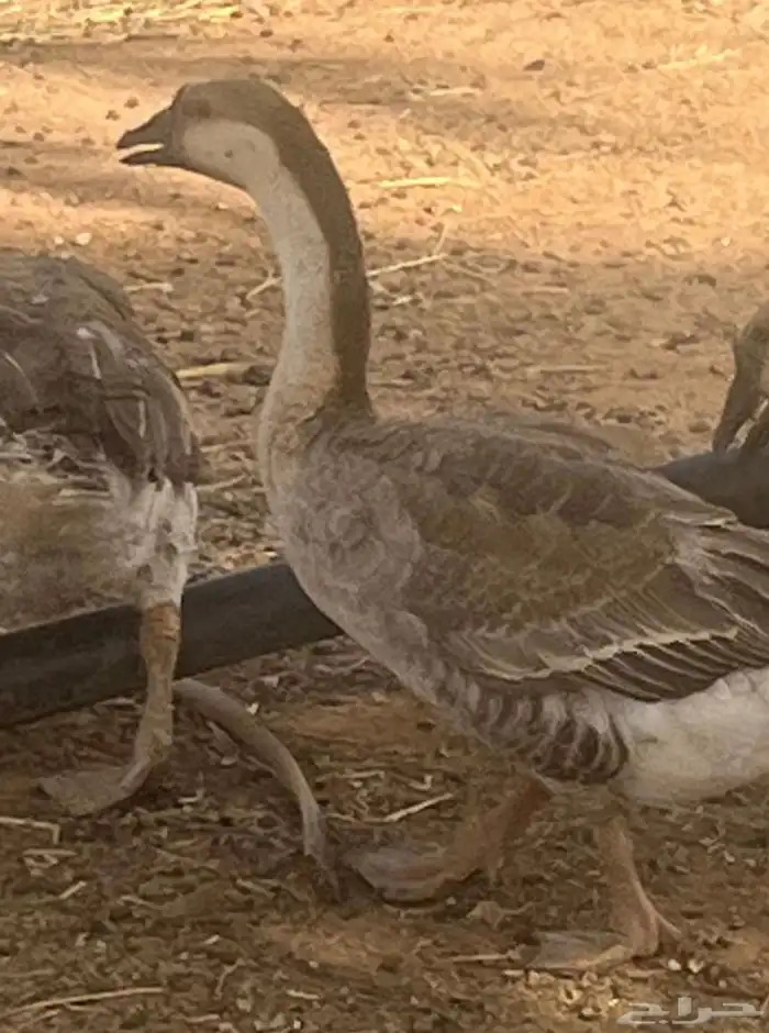 وز عراقي صافي 1