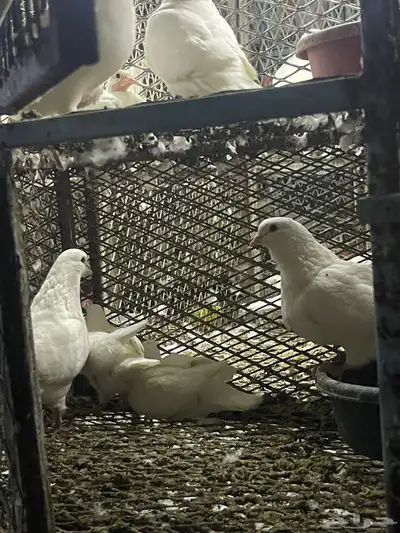 مشروع حمام فرنسي 400زوج شرط كله تحته عياله وبيضه البيع جمله 12