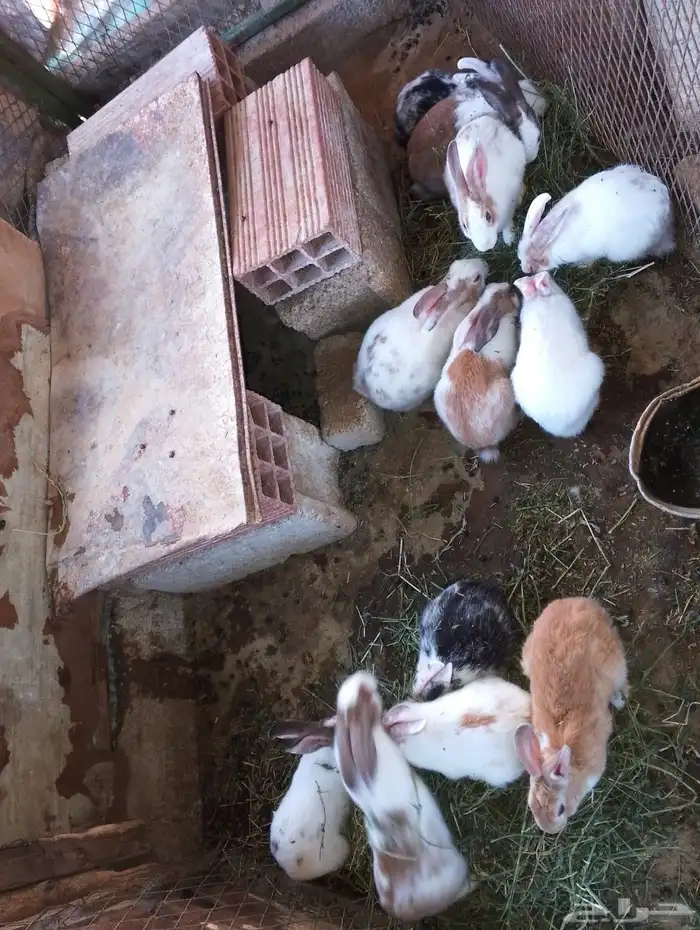 أرانب للبيع 3