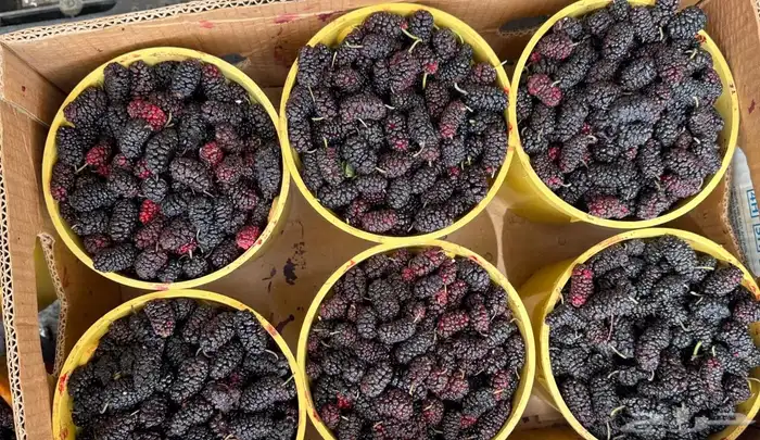 عروض قوية للجملة ونص الجملة وتوصيل مبرد 5