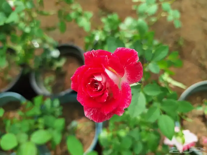 شتلات ظلال الرياض توصيل وزراعه 18