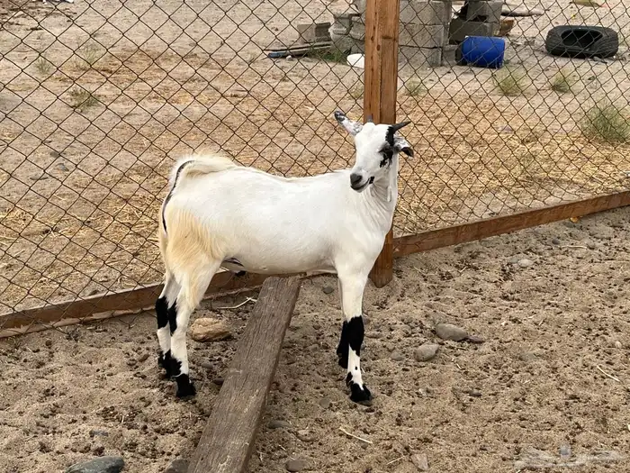 ذبايح للبيع تم البيع 3