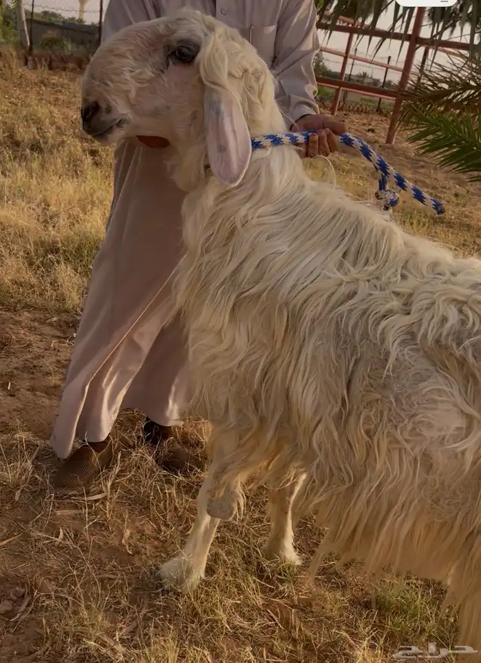 فحل عيسي 0
