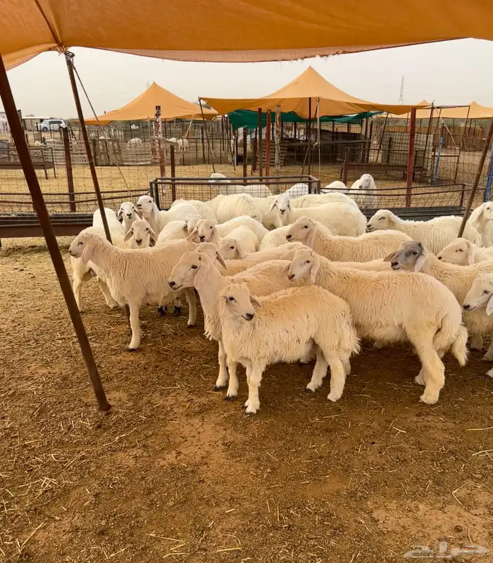 طليان للبيع 0