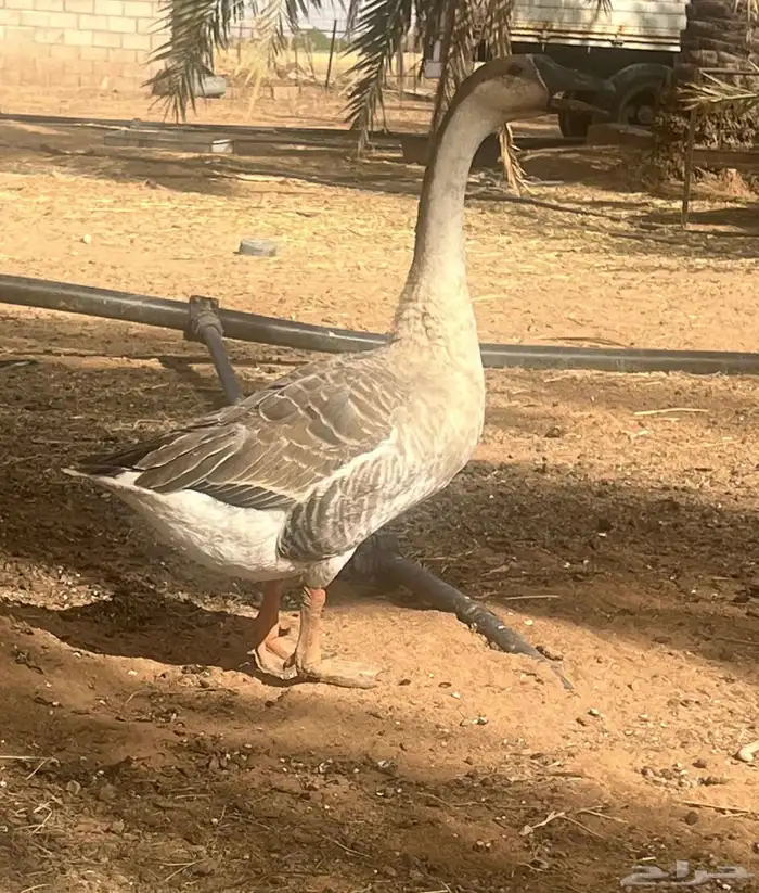 وز عراقي صافي 2