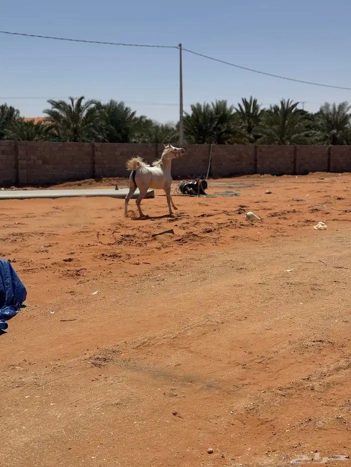 إيواء الخرارة مربط الرهوان 4