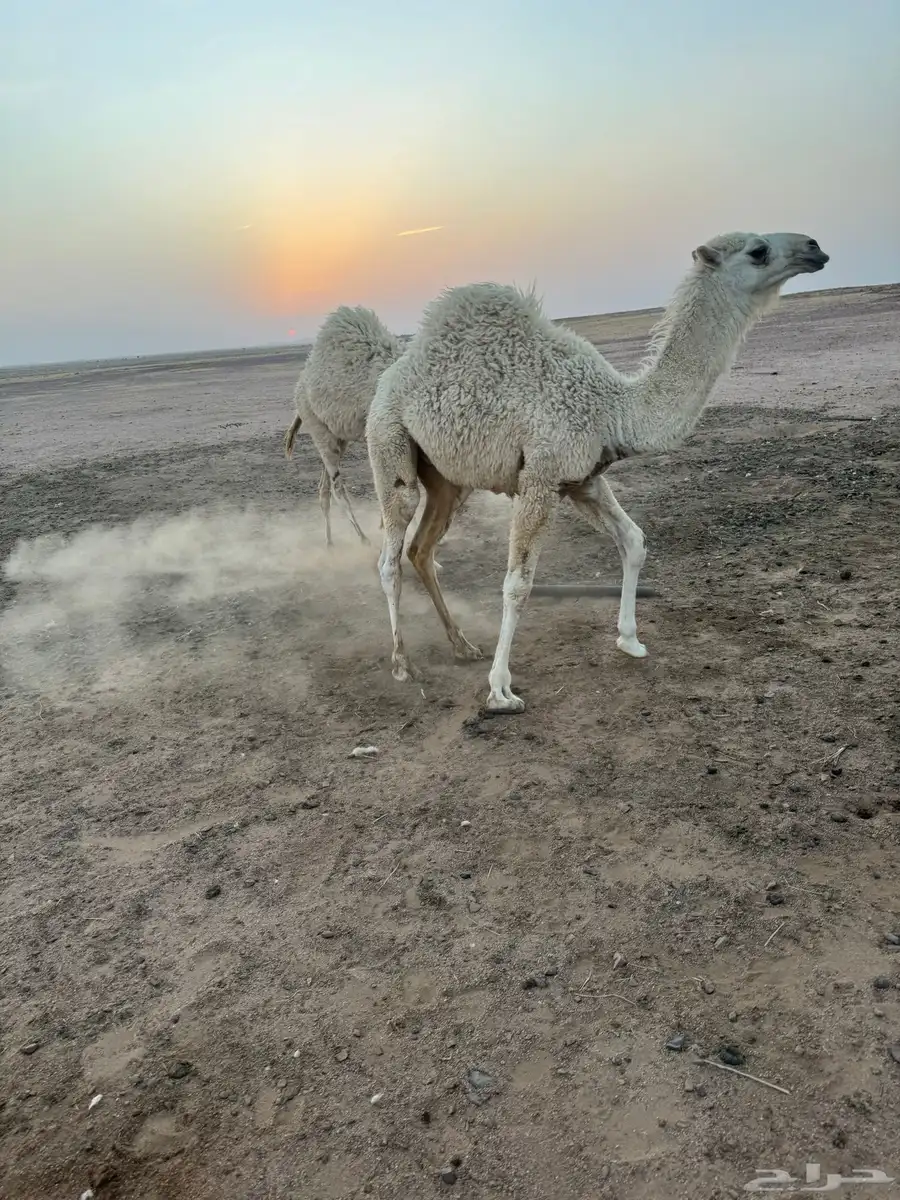 قعودين حيران 0