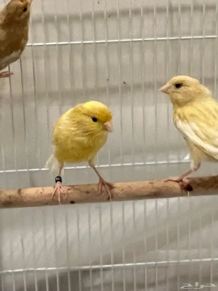 فروخ كناري 1