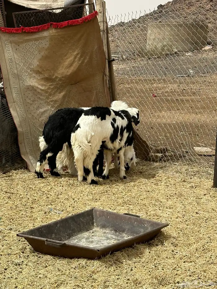 طليان كفو تعيد جبره ونضيفه وشحم 3