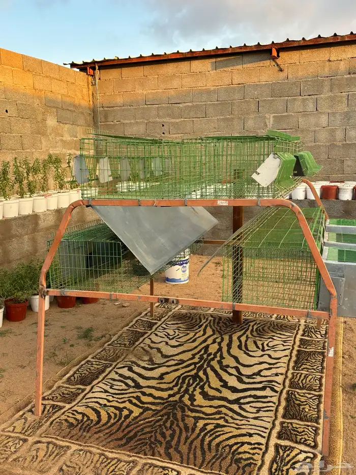 بطارية أرانب 6