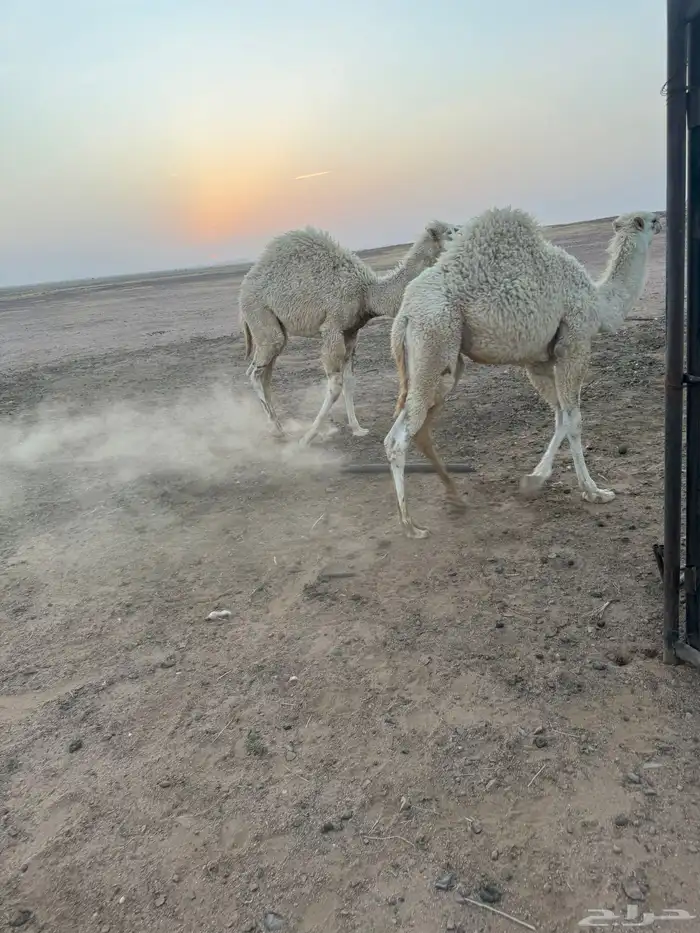قعودين حيران 1