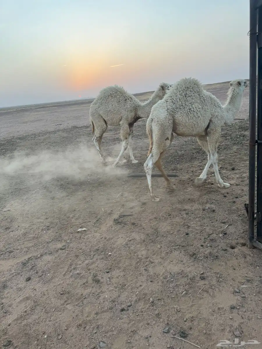 قعودين حيران 1
