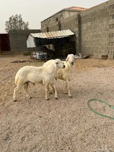 طليان اضاحي. تم البيع واحد في الموقع واحد خارج الموقع 0