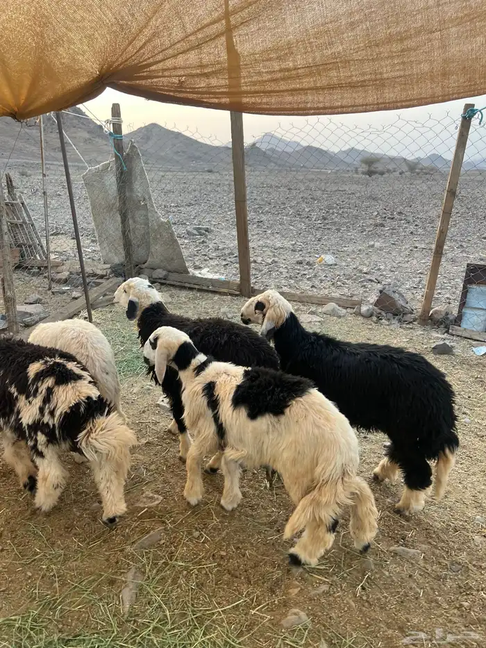 طليان نجد ضحايا 9 ( تم البيع خارج الموقع) 0