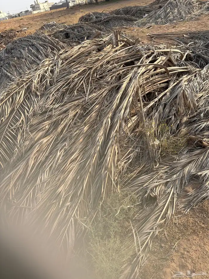 عسبان جريد نخل الدينا ب 100 2