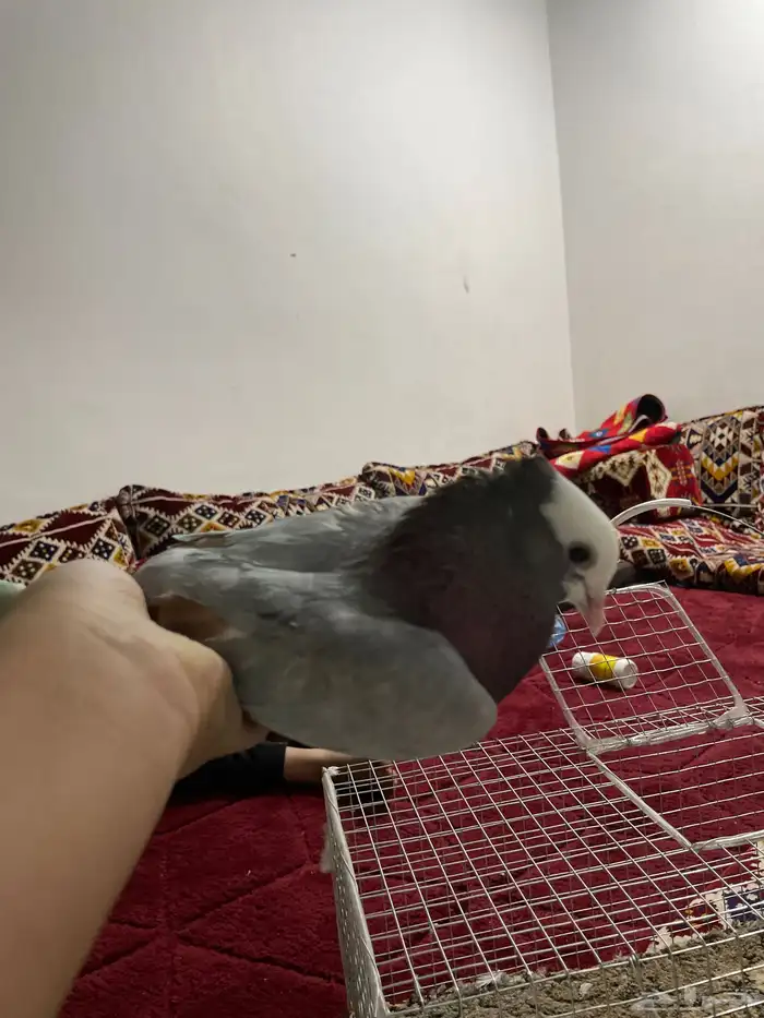 للبيع حمام 1