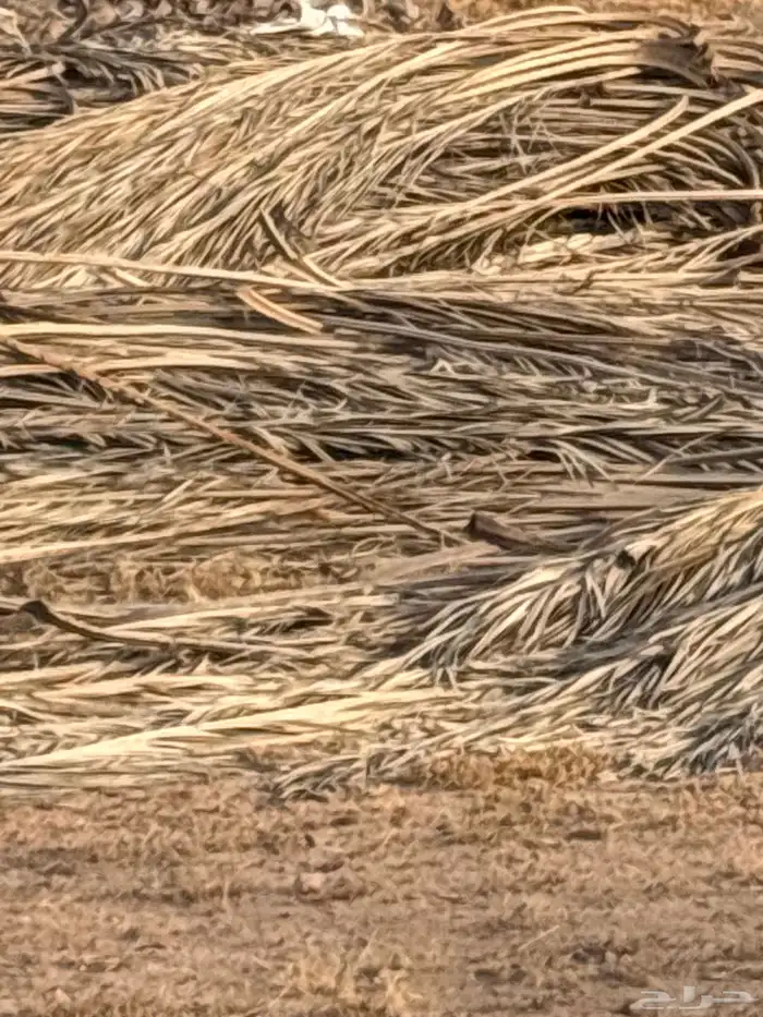 عسبان جريد نخل الدينا ب 100 1