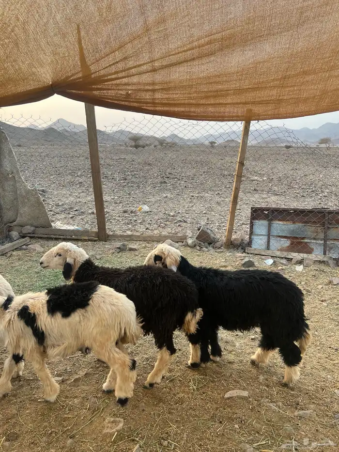 طليان نجد ضحايا 9 ( تم البيع خارج الموقع) 40