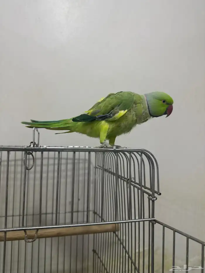 دره هندي 0