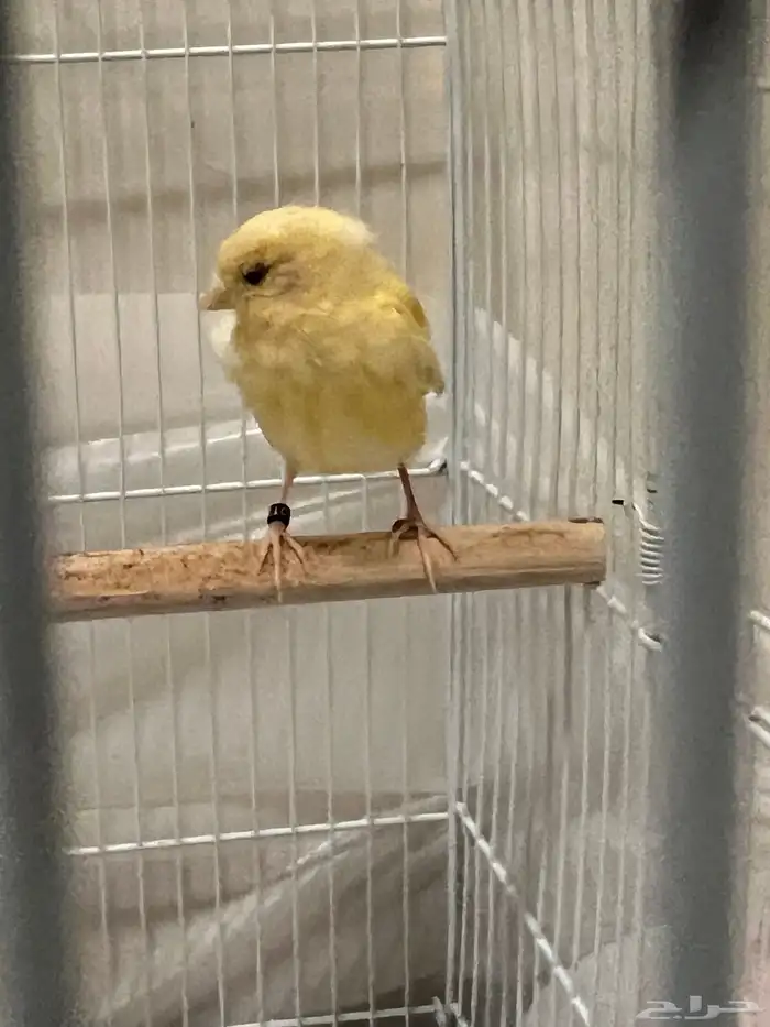 فروخ كناري 0