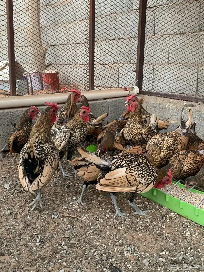ديك سبرايت نحاسي 4