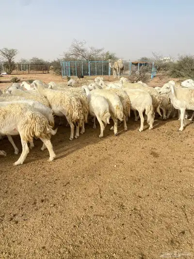 غنم حرش دفيع 3