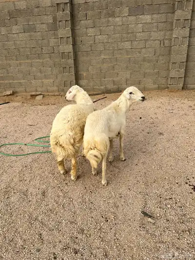طليان اضاحي. تم البيع واحد في الموقع واحد خارج الموقع 4