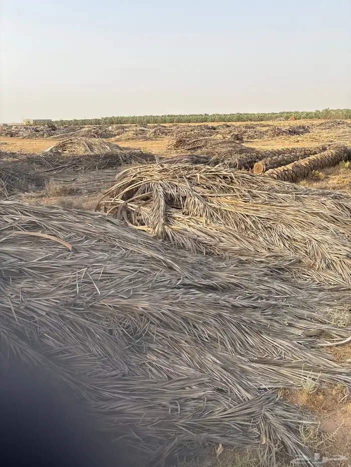 عسبان جريد نخل الدينا ب 100 0