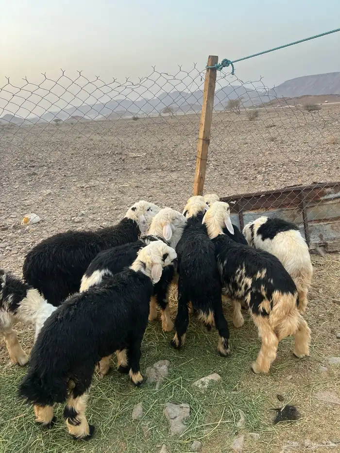 طليان نجد ضحايا 9 ( تم البيع خارج الموقع) 31