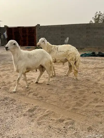 طليان اضاحي. تم البيع واحد في الموقع واحد خارج الموقع 3