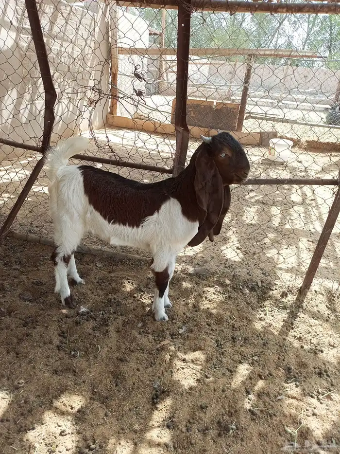 تيس هولندي مشروع فحل ( تم البيع ) 3