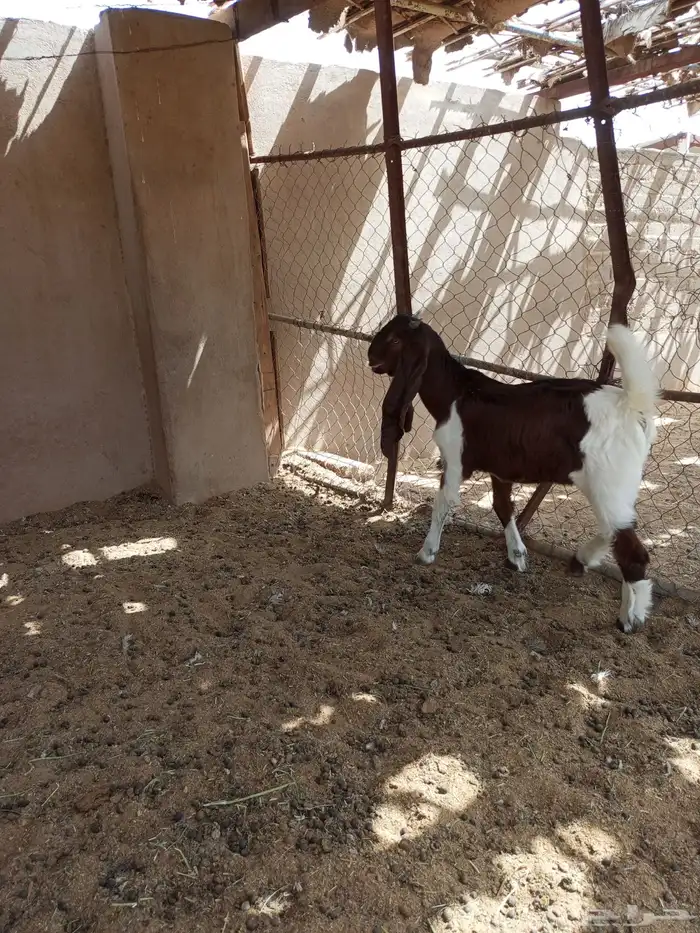 تيس هولندي مشروع فحل ( تم البيع ) 2