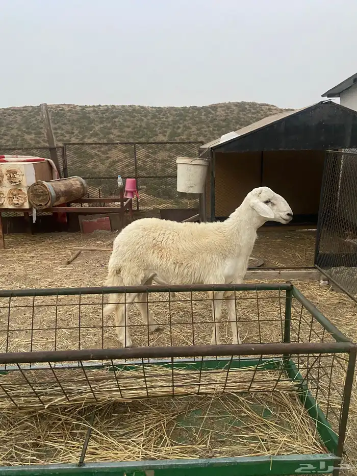 طلي البيع 1