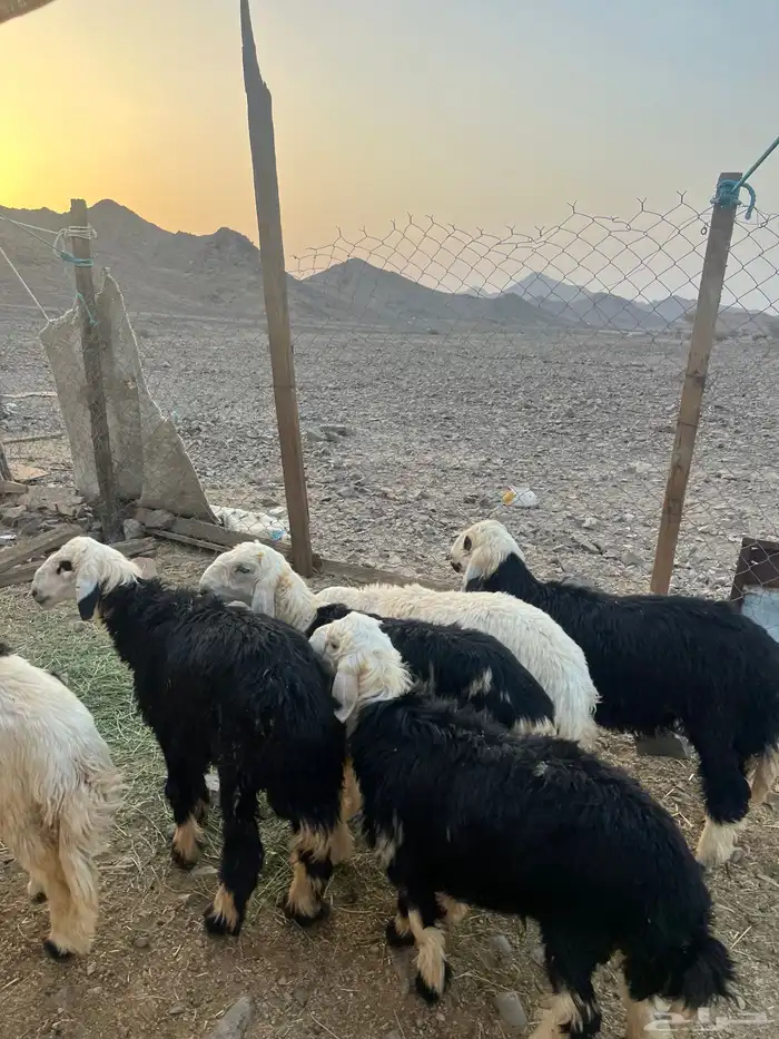 طليان نجد ضحايا 9 ( تم البيع خارج الموقع) 38
