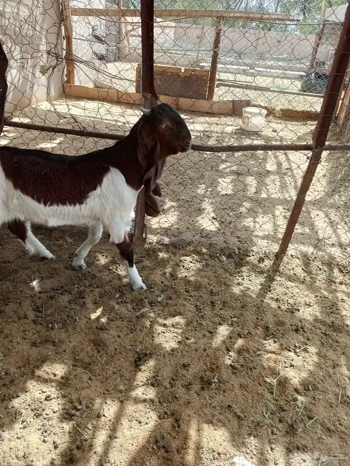 تيس هولندي مشروع فحل ( تم البيع ) 0