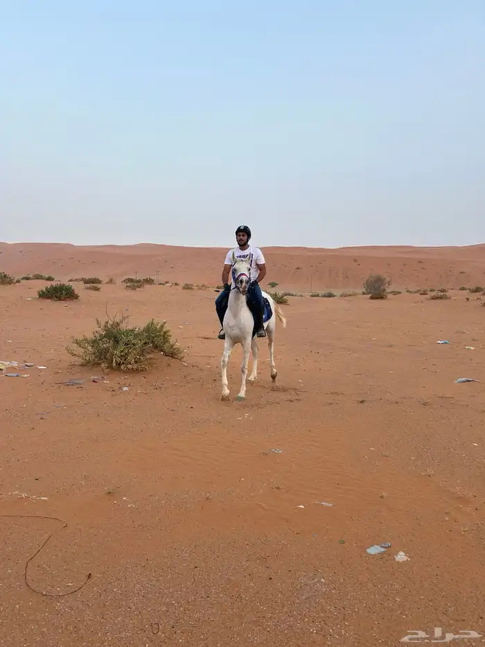 ايواء خيل موقع مميز 3