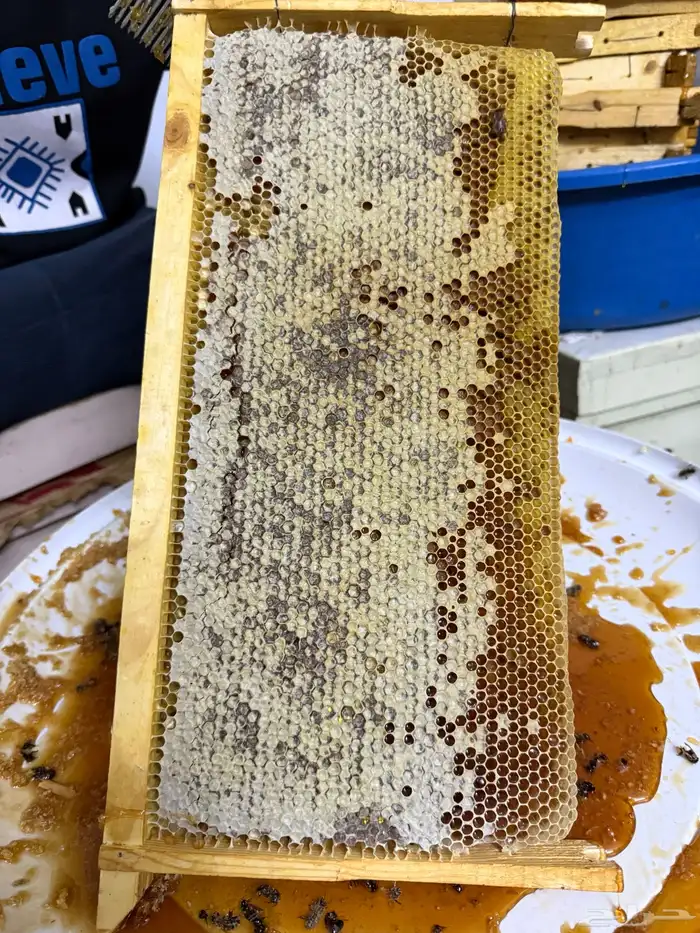 عسل سمره الحجاز الفاخر 0
