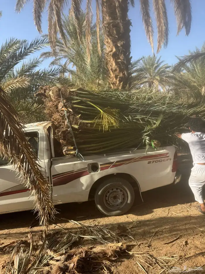 نخيل لبيع 3