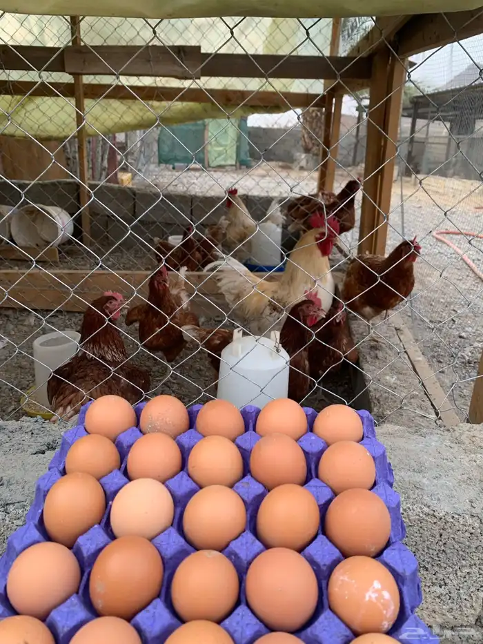مخصب 1