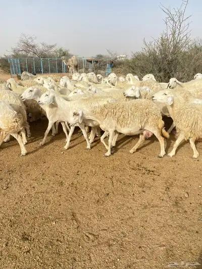 غنم حرش دفيع 0