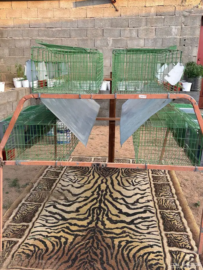 بطارية أرانب 5