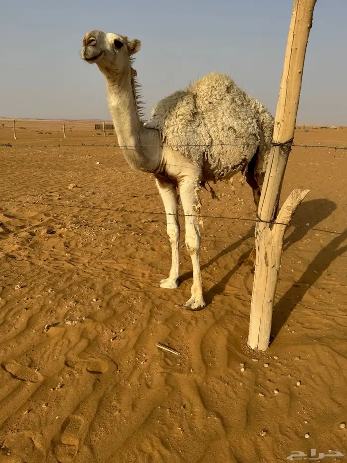 قعدان فحول مفاريد 10