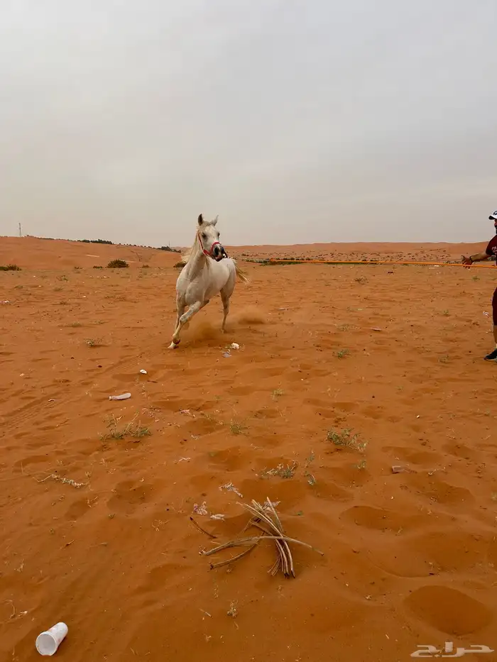 ايواء خيل موقع مميز 1