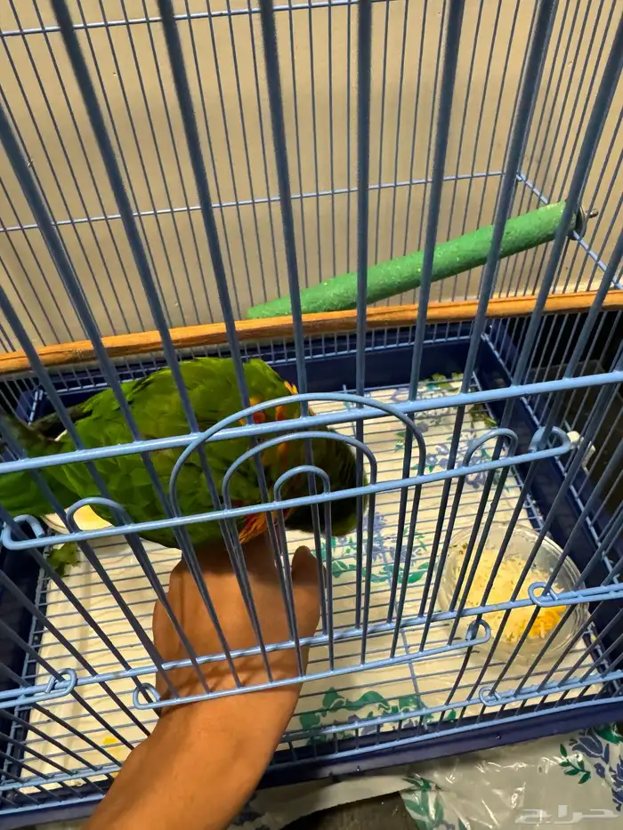 ببغاء اللوري ذكر 1