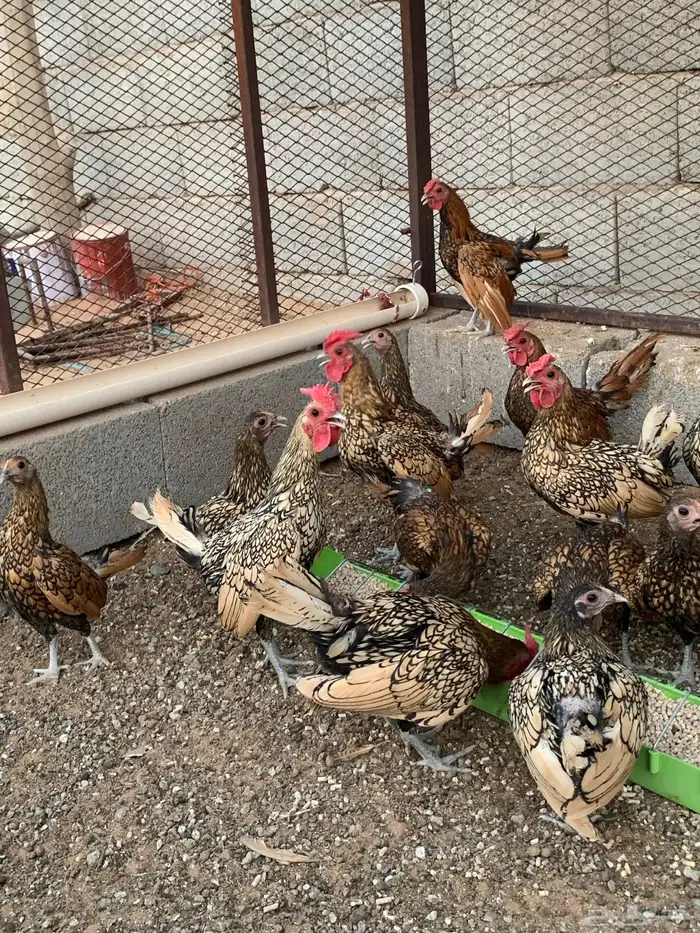 ديك سبرايت نحاسي 0